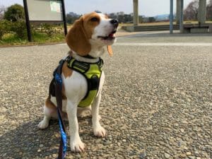 空港で日本の安全を守る探知犬の仕事とは ビーグル犬が多いのはなぜ 幸せなライフスタイルのすすめ